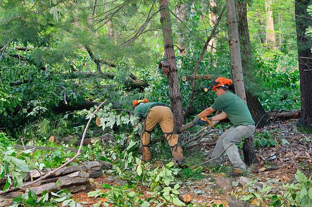 Best Tree Stump Removal  in Bryans Road, MD